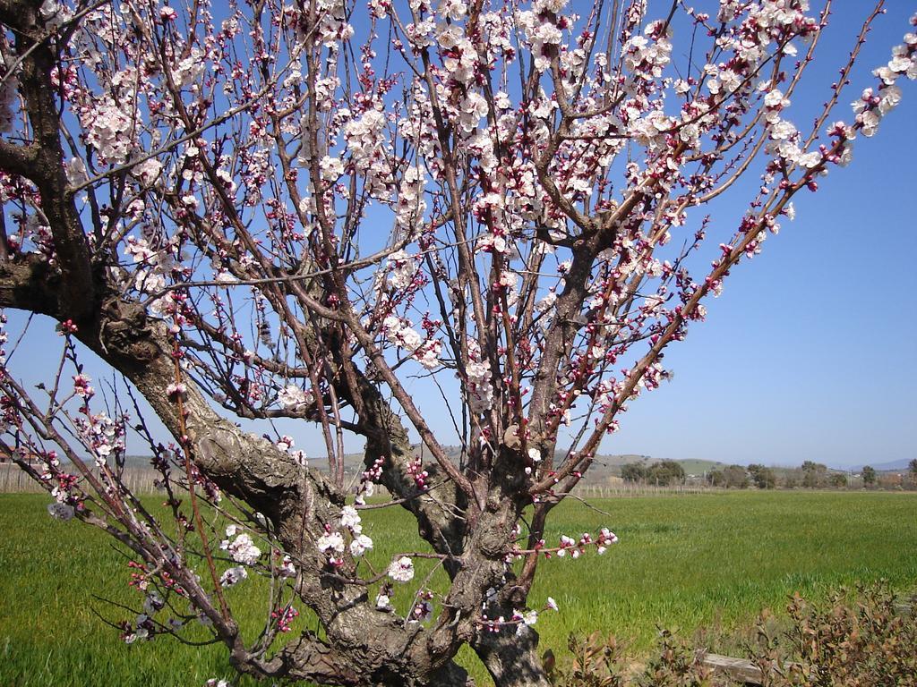 Agriturismo Podere Cirene ริสเปสเชีย ภายนอก รูปภาพ